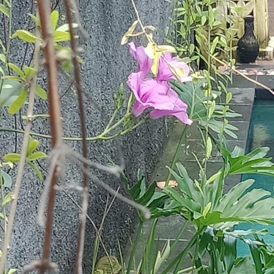 D'Puja Home Stay And Spa นูซาดูอา ภายนอก รูปภาพ